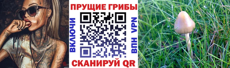наркота  kraken ONION  Псилоцибиновые грибы Psilocybe  Белоусово 